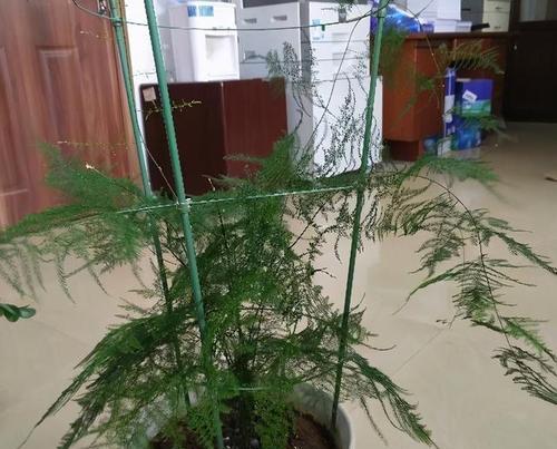 文竹的正确浇水方法（每周浇一次）