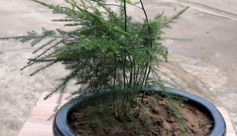 文竹的正确浇水方法（每周浇一次）
