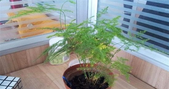 文竹的正确浇水方法（每周浇一次）