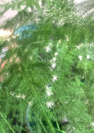 文竹开花结果的全过程（从开花时间到果实成熟）