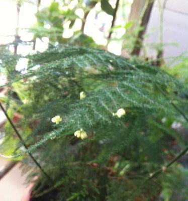 文竹开花结果的全过程（从开花时间到果实成熟）