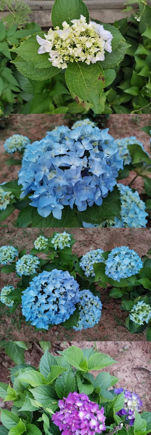 八仙花花语与人生启示（探索八仙花的花语意义）