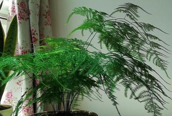文竹浇水注意事项（浇透是关键）