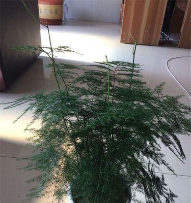文竹浇水注意事项（浇透是关键）