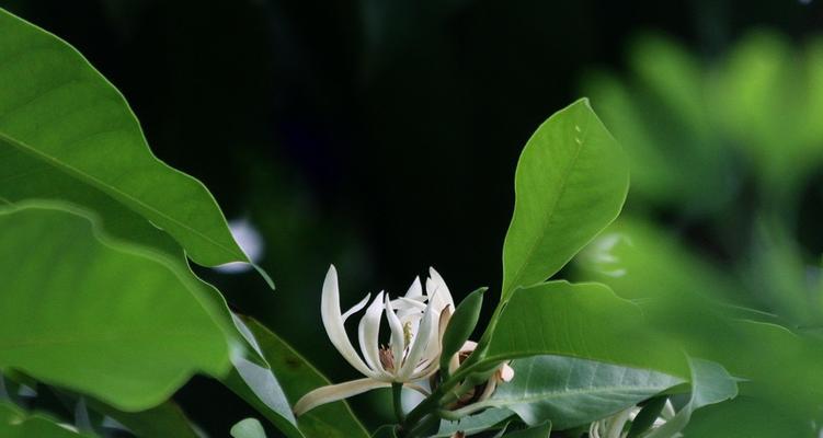 白兰花的象征意义及文化价值探究（白兰花）