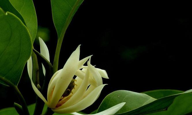 白兰花的象征意义及文化价值探究（白兰花）