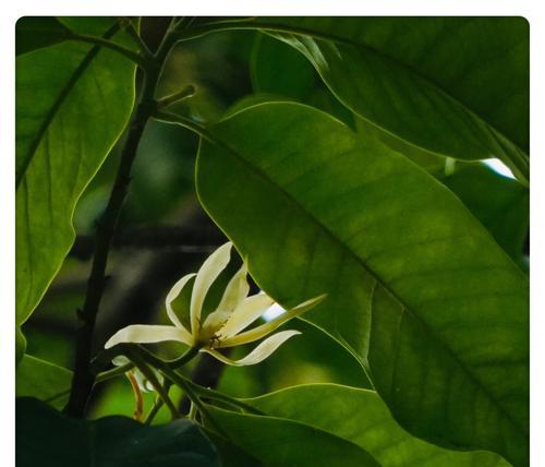 白兰花的花语与传说（白兰花的纯洁之美与悲情传说）