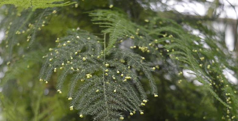文竹可以淋雨吗（揭开文竹是否能够抗淋浴的真相）