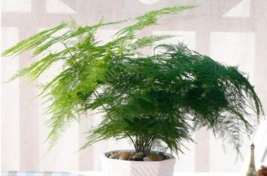 文竹可以淋雨吗（揭开文竹是否能够抗淋浴的真相）