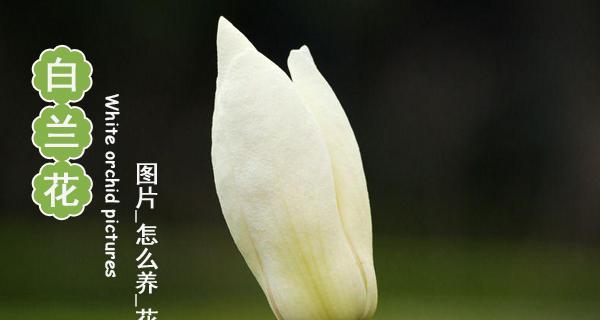 白兰花（揭示白兰花的花语和寓意）