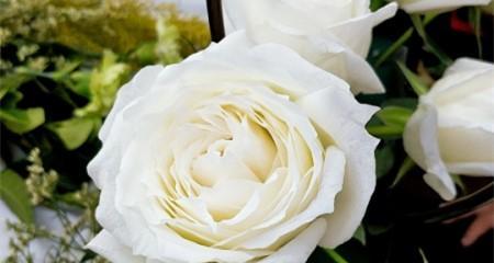 白玫瑰花的寓意与花语（探寻白玫瑰花的浪漫与神秘）