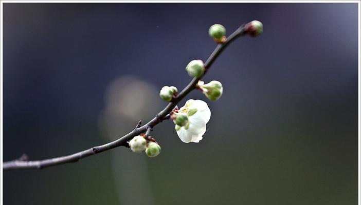 白梅花语的寓意与意义（美丽的花朵背后隐藏的深意）