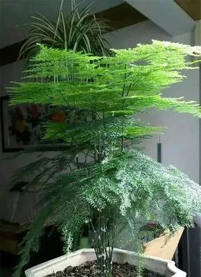 文竹可水养的养护方法（不用土壤也能让文竹生长茂盛）