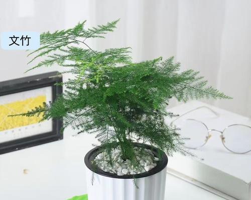 文竹可水养的养护方法（不用土壤也能让文竹生长茂盛）