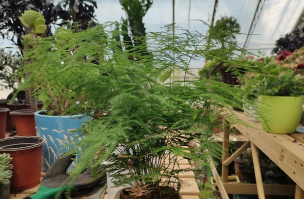 土培文竹的养殖方法（掌握这些技巧）