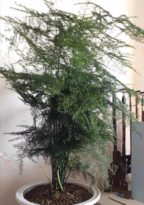 如何救回文竹烂根（15个步骤详解）