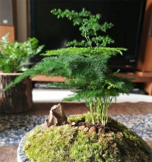 如何救回文竹烂根（15个步骤详解）