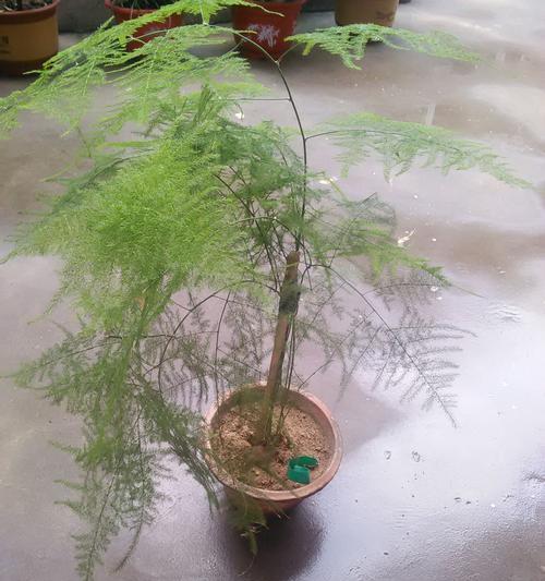 文竹的适应环境及养护方法（放空调房不是问题）