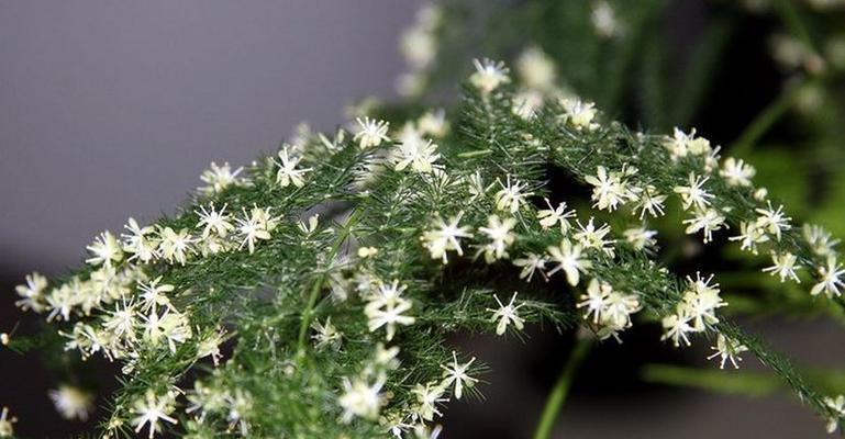 文竹花期及养护：多长时间会开花，如何养护