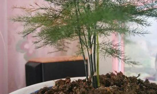 文竹花期及养护：多长时间会开花，如何养护
