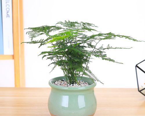 文竹能否有效吸收甲醛（科学解析文竹的净化空气能力）