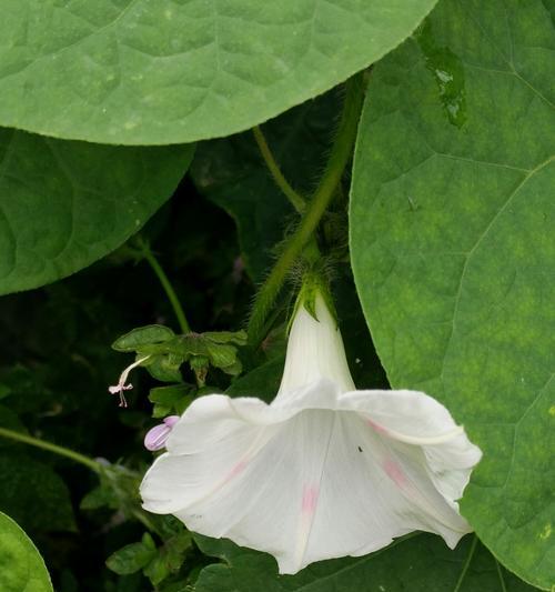 白色牵牛花的花语之美（春风拂面）