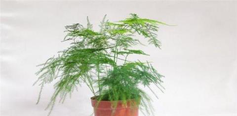 文竹的阳光之困（文竹怕晒吗）