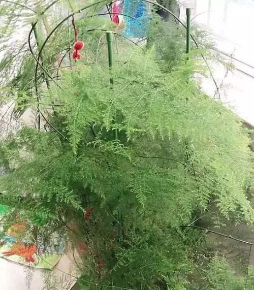 文竹的阳光之困（文竹怕晒吗）