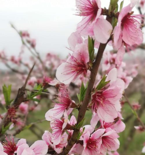 白色桃花的花语——纯洁与祝福的象征（白色桃花的花语解读及寓意大揭秘）