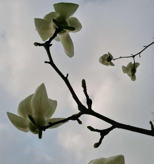 白色玉兰花花语的美丽寓意（探寻白色玉兰花背后的意义与象征）