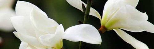 白玉兰花语与意义（探寻白玉兰花的深层内涵）