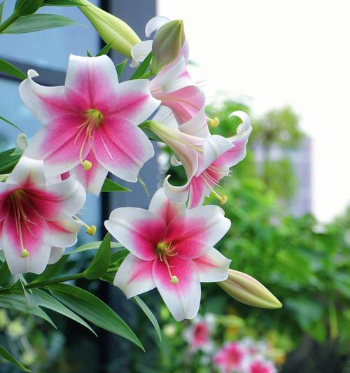 探究百合花长势的意义（百合花长势如何反映植物生长状态）