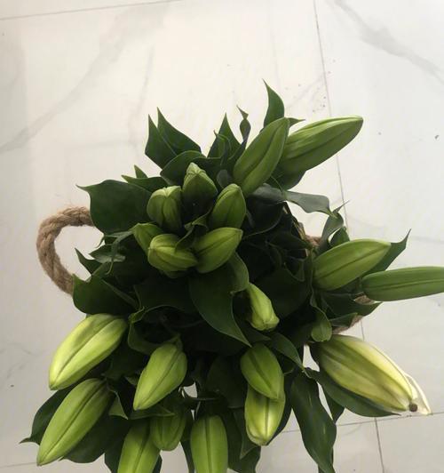 探究百合花长势的意义（百合花长势如何反映植物生长状态）