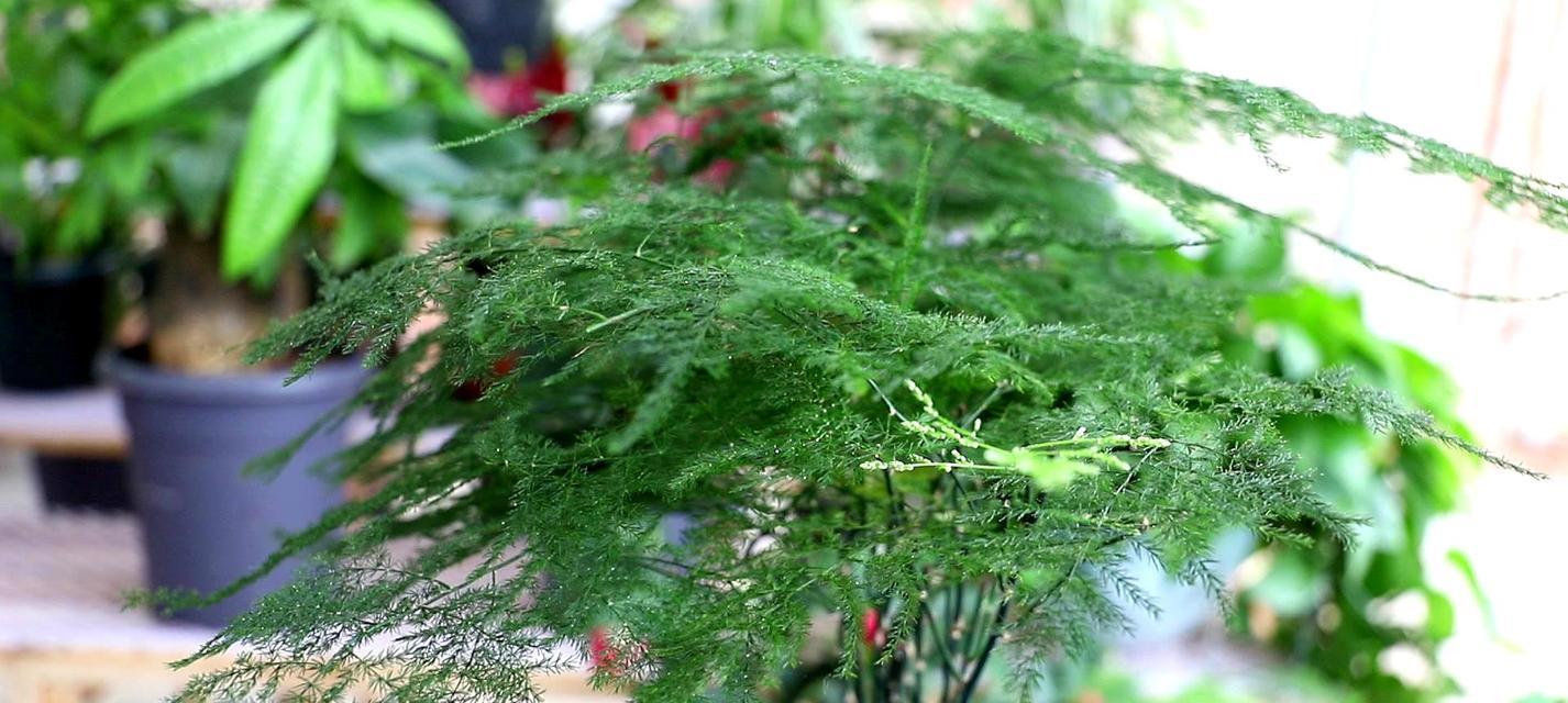 揭秘文竹真相（探究文竹的生物学特征和分类学位置）