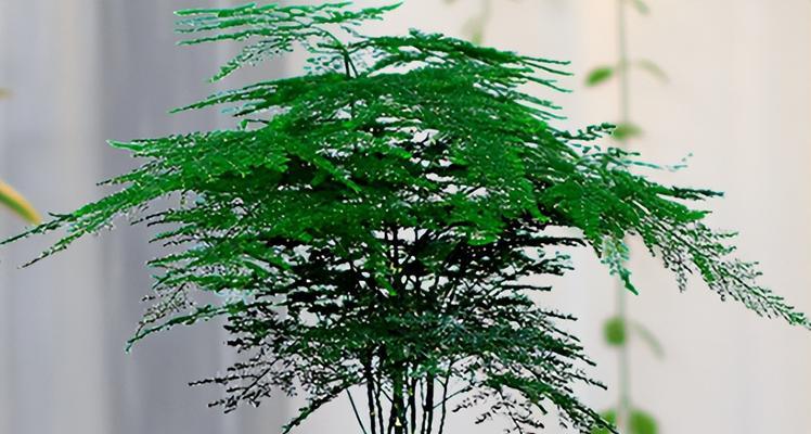 文竹：喜阳还是喜阴？——揭秘文竹的养殖之道