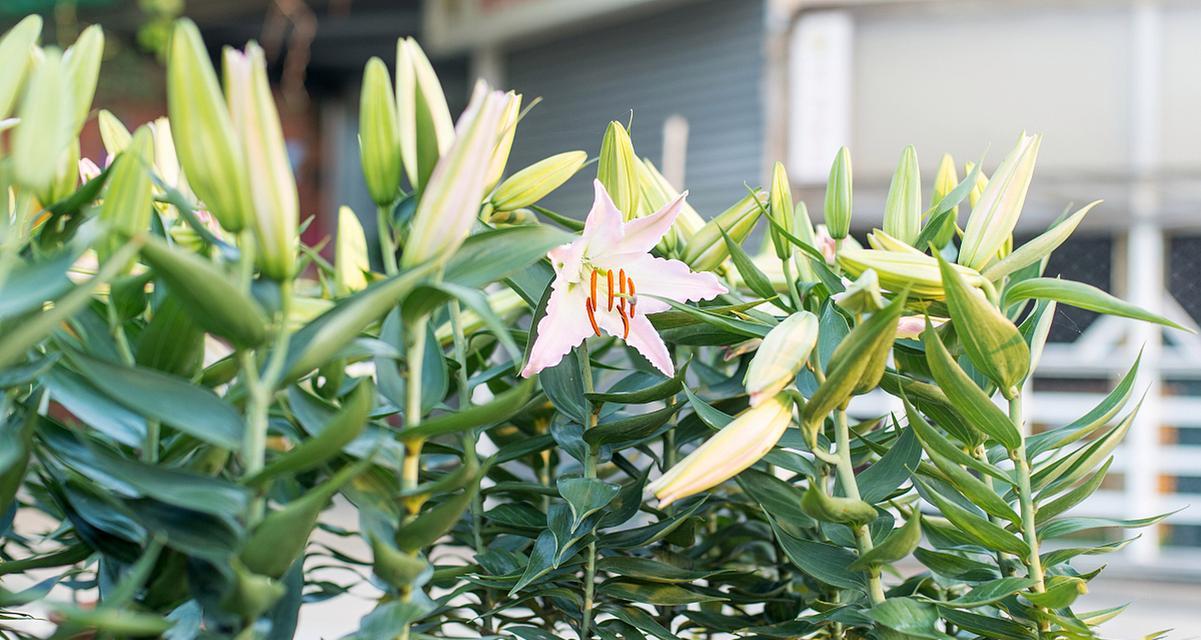 百合竹花的意义与魅力（探索百合竹花的文化传承和美学价值）