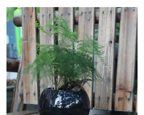 文竹适合种在深盆还是浅盆（如何选择合适的盆种植文竹）