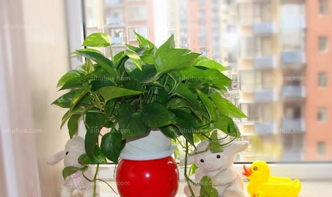 办公室绿萝花语（点缀办公室的绿色魅力）