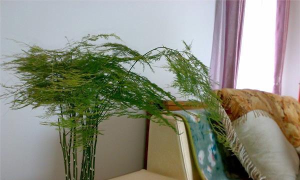 文竹室内养殖全攻略（注意事项与方法一网打尽）