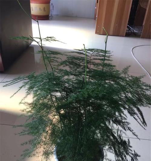 文竹徒长怎么办（防止文竹长得高脚树的技巧）
