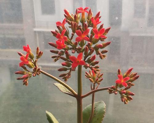 长寿花的不同颜色寓意（揭示长寿花颜色背后的含义）