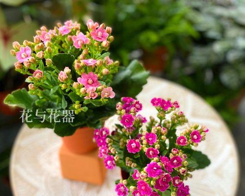 长寿花的不同颜色寓意（揭示长寿花颜色背后的含义）