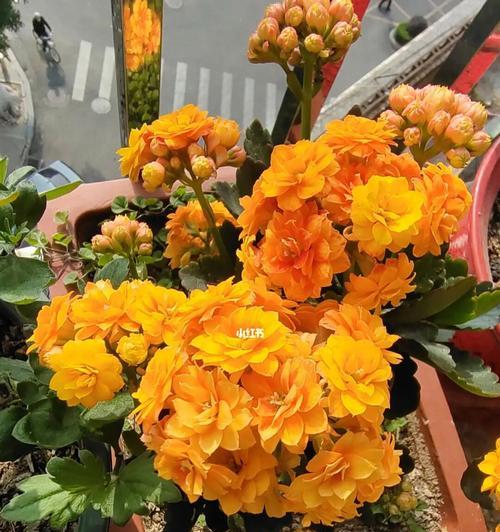 长寿花的不同颜色寓意（揭示长寿花颜色背后的含义）