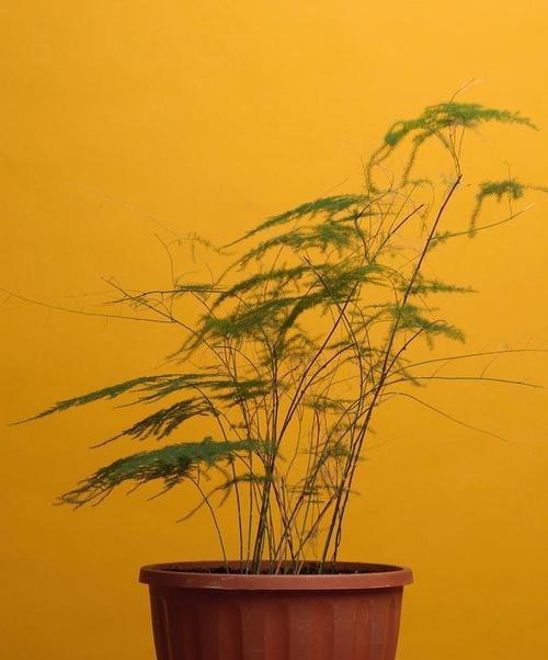 文竹开花全攻略（文竹花期）