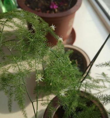 文竹开花全攻略（文竹花期）