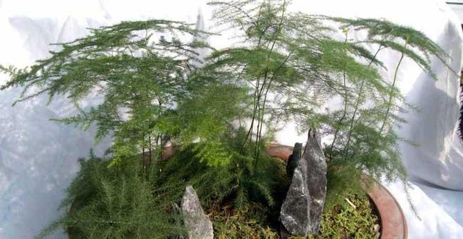 文竹移栽，成活率高的技巧（如何让文竹健康地生长）