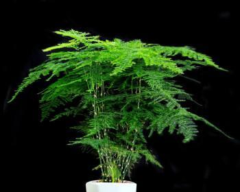养文竹必知，盆器选取的重要性（如何选择适合的盆器为文竹营造更好的生长环境）