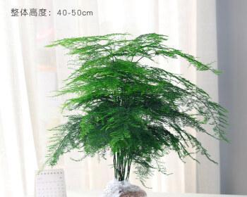 养文竹必知，盆器选取的重要性（如何选择适合的盆器为文竹营造更好的生长环境）