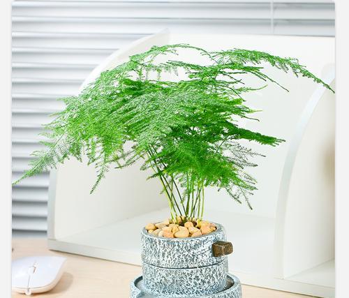 文竹的花盆选择（打造美观又健康的文竹家居）
