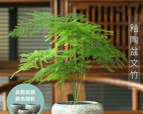 文竹的花盆选择（打造美观又健康的文竹家居）